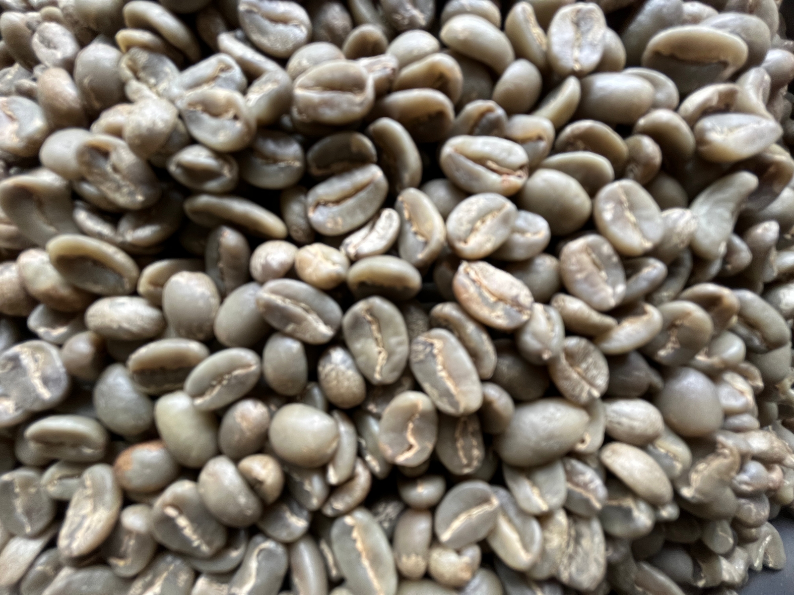 Robusta Coffee Bean